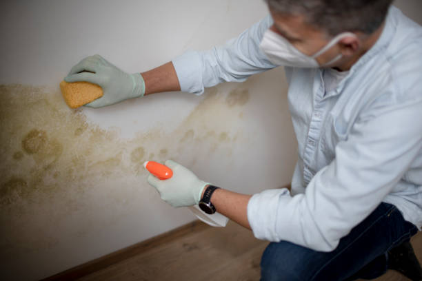 Mold Testing and Removal in North Fort Myers, FL