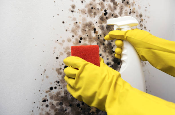 Best Emergency Mold Removal  in North Fort Myers, FL